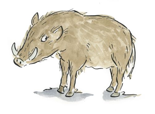 Boar
