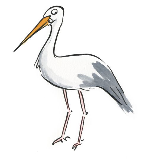 Stork