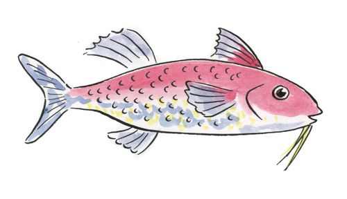 Goatfish