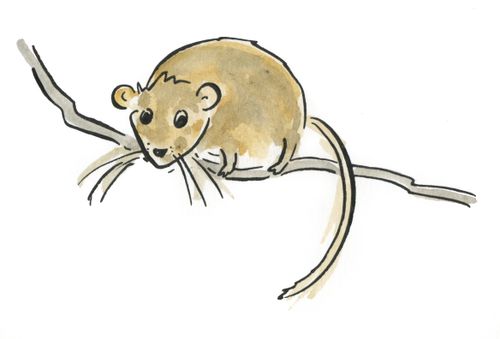 Dormouse