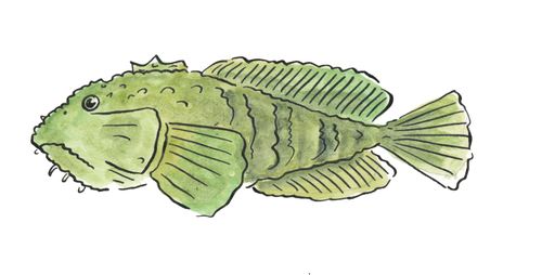 Toadfish