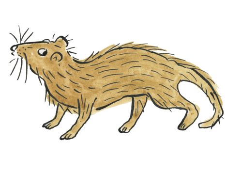 Stoat