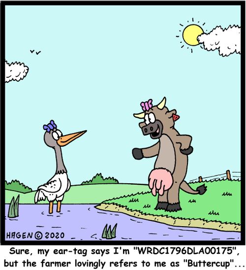 "Sure, my ear-tag says I'm "WRDC1796DLA00175", but the farmer lovingly refers to me as "Buttercup"..."