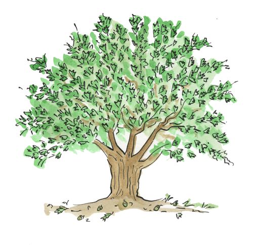 Oak Tree