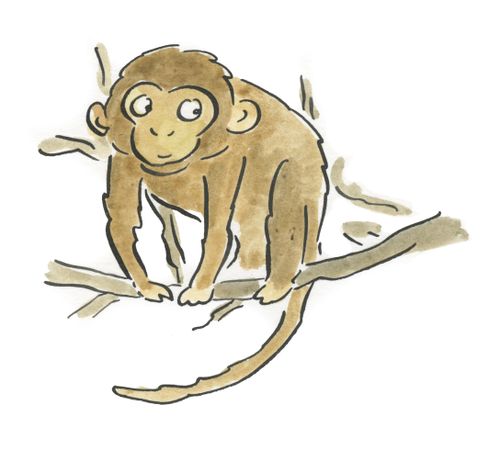Monkey