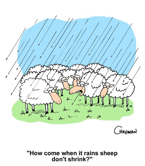 "How come when it rains sheep don't shrink?"