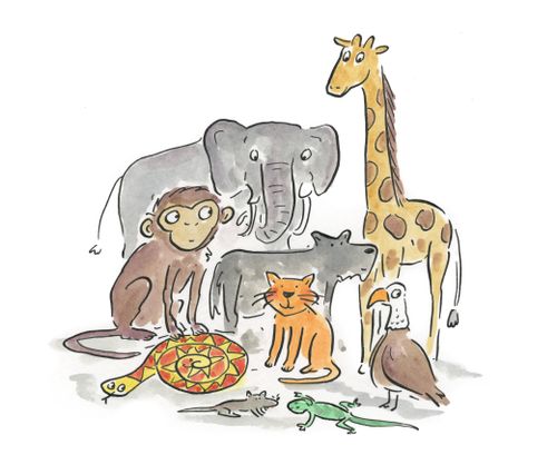 Animals