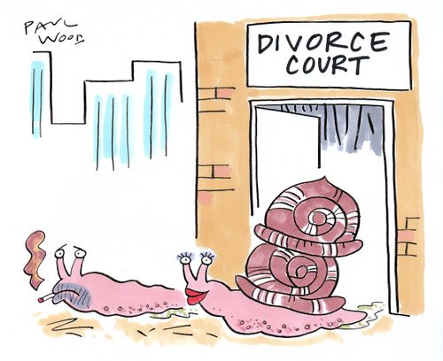 Snail Divorce Court