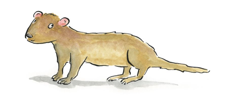 Weasal