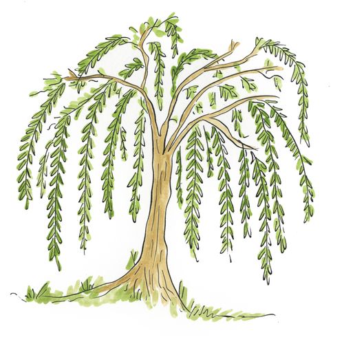 Weeping Willow