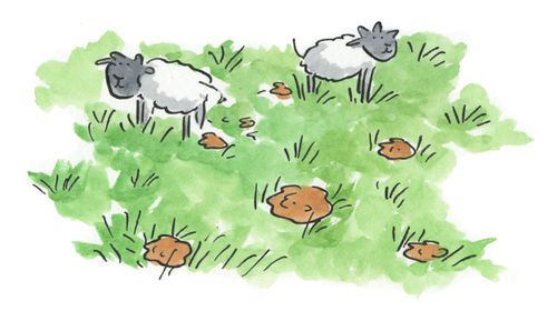 Dung
