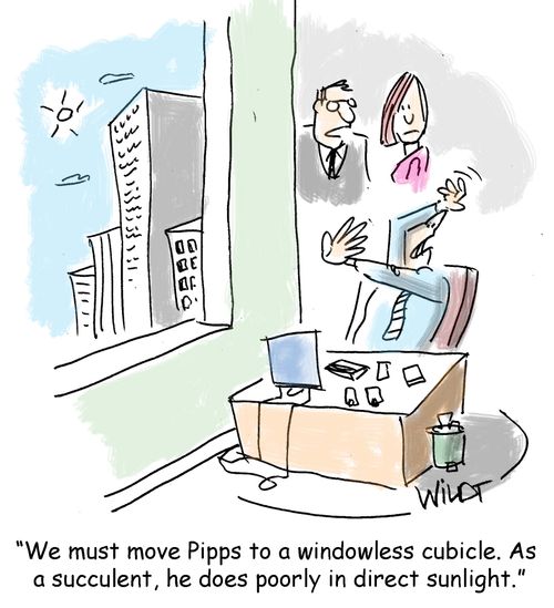 "We must move Pipps to a windowless cubicle. As  a succulent, he does poorly in direct sunlight."