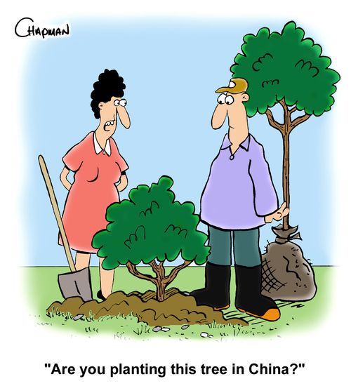 "Are you planting this tree in China?"