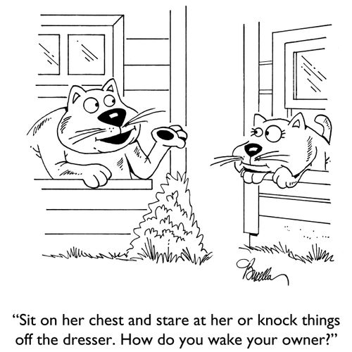 "Sit on her chest and stare at her or knock things off the dresser. How do you wake your owner?"