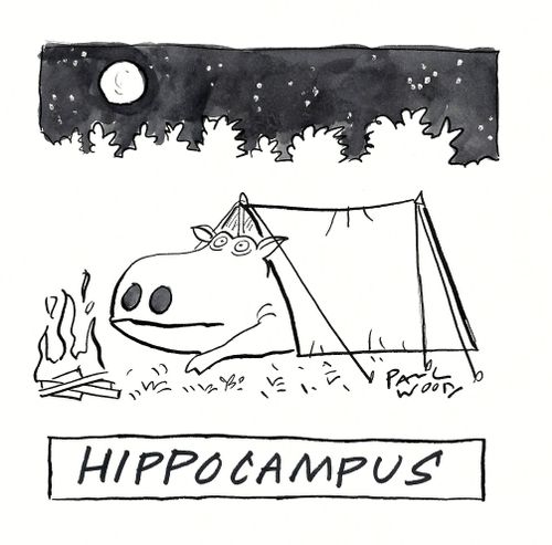 Hippocampus