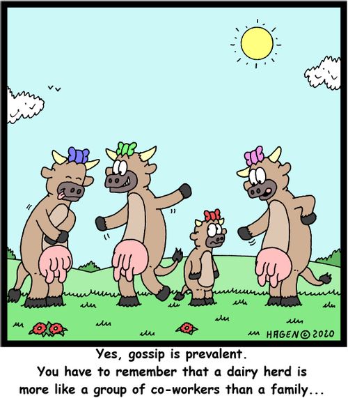 "Yes, gossip is prevalent. You have to remember that a dairy herd is more like a group of co-workers than a family..."
