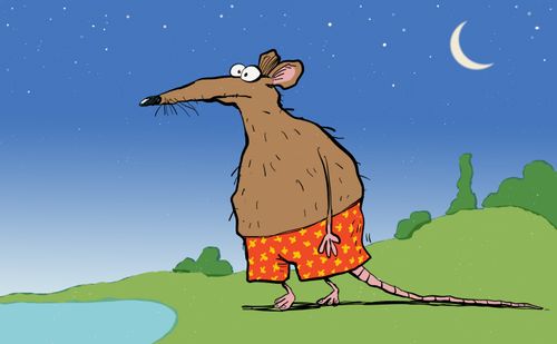 Rat in swimming suit at twighlight