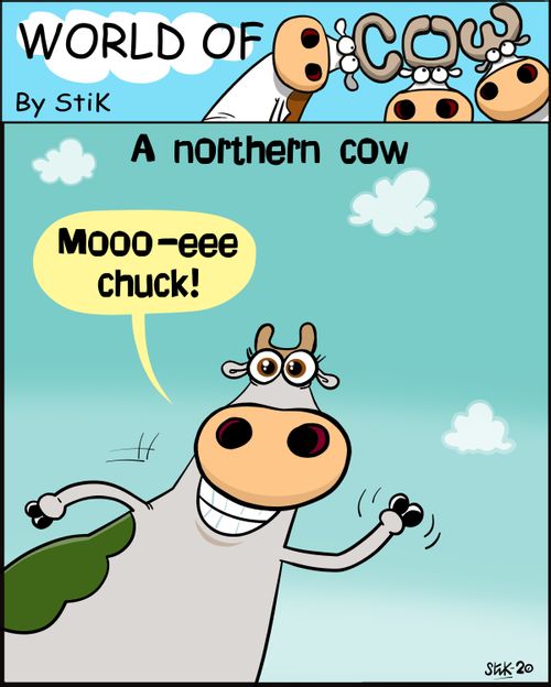 A northern cow