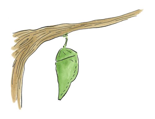 Cocoon