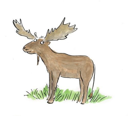 Moose