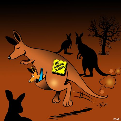 Baby Marsupial On Board