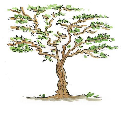 Yew Tree