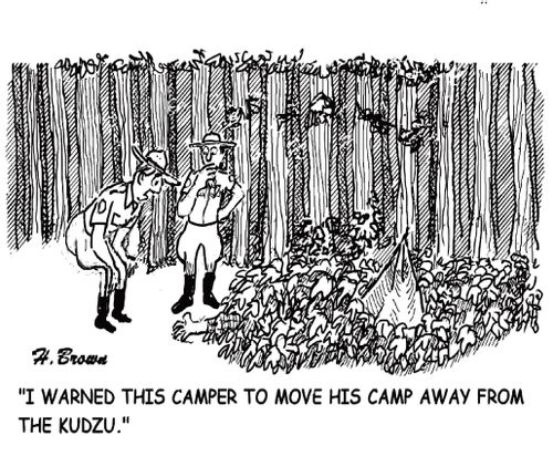 "I warned this camper to move his camp away from the Kudzu."