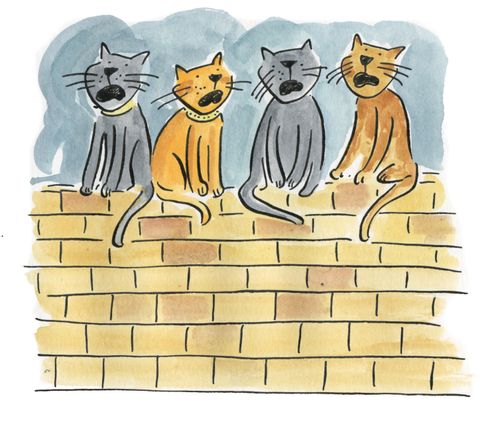 Cats howling