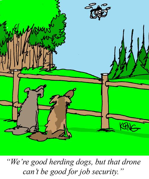 "We're good herding dogs, but that drone can't be good for job security."