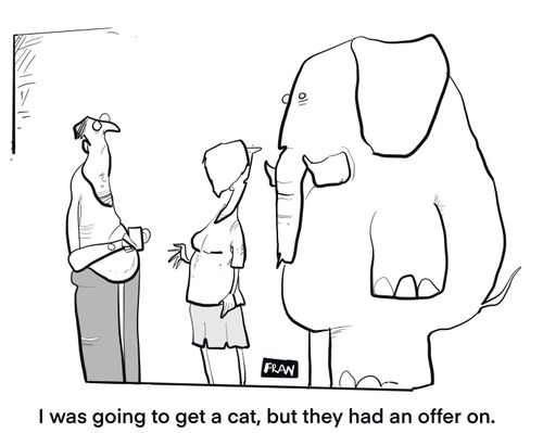 "I was going to get a cat but they had an offer on."