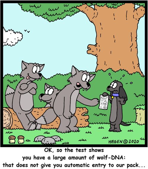 "OK, so the test shows you have a large amount of wolf-DNA: that does not give you automatic entry to our pack..."