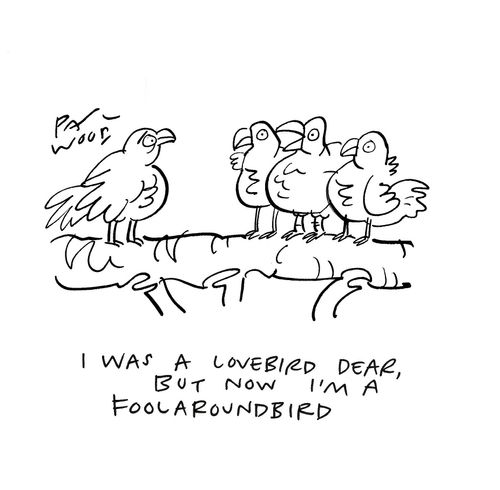 "I was a lovebird dear but now I'm a foolaroundbird."