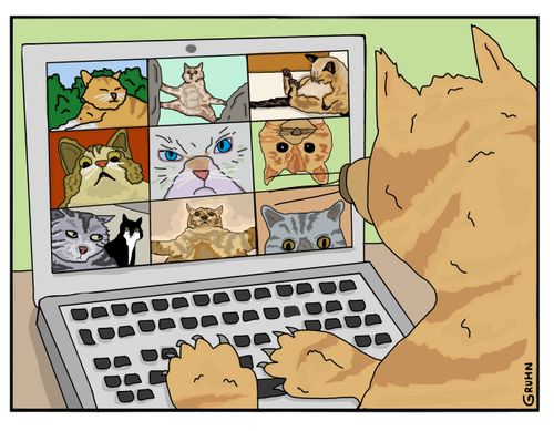 Cats Zoom 