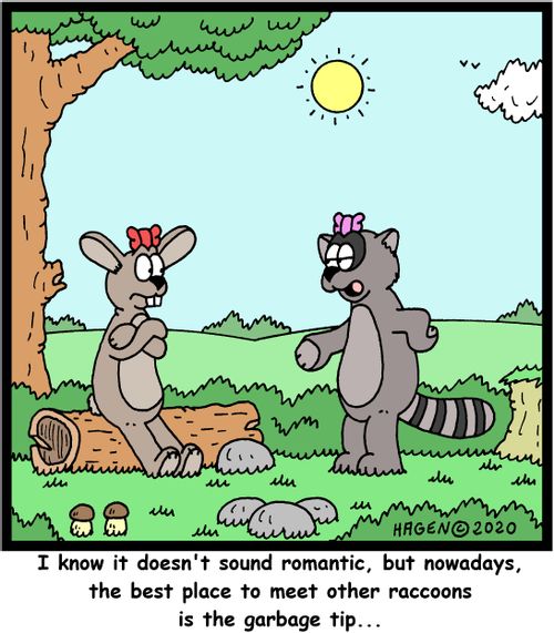 "I know it doesn't sound romantic, but nowadays, the best place to meet other raccoons is the garbage tip..."