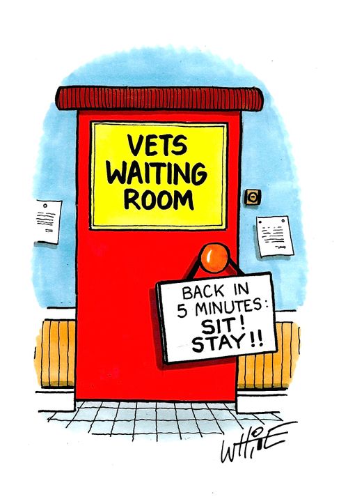 Vets Waiting Room