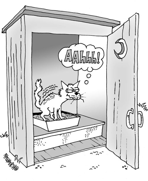 Litterbox in Outhouse