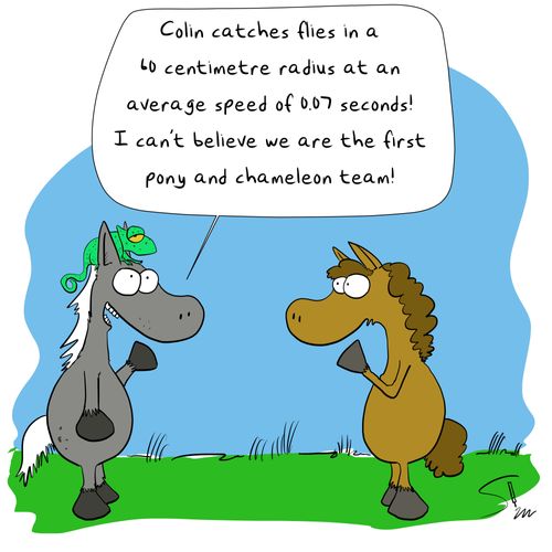 "Colin catches flies in a 10 centimetre radius at an average speed of 0.07 seconds! I can't believe we are the first pony and chameleon team!"