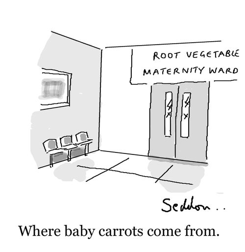 Where baby carrots come from.