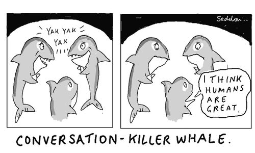 Conversation-Killer Whale