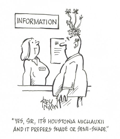 "Yes, sir, it's Houstonia Michauxii and it prefers shade or semi-shade."