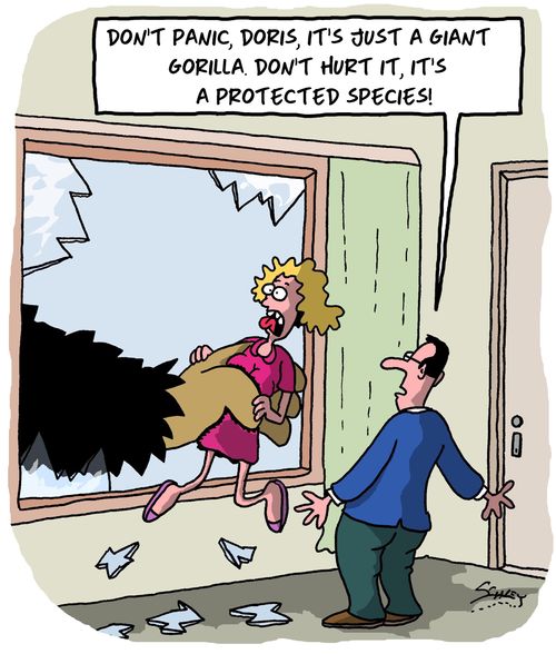 "Don't panic, Doris, it's just a giant gorilla don't hurt it, it's a protected species!"