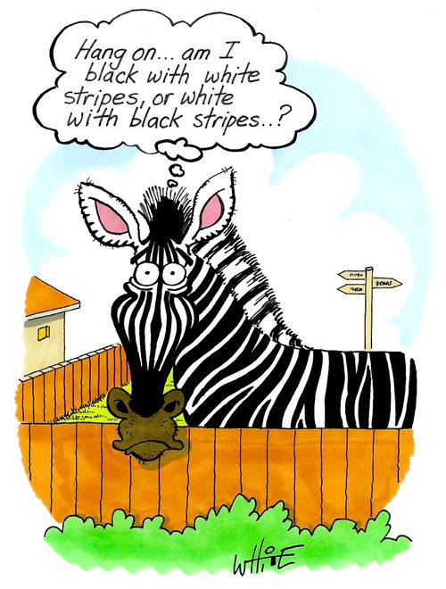 "Hang on. . . am I black with white stripes, or white with black stripes. . . ?"