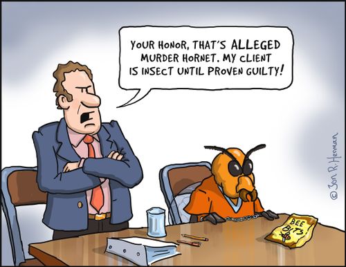 "Your Honor, that's alleged murder hornet. My client is insect until proven guilty!"