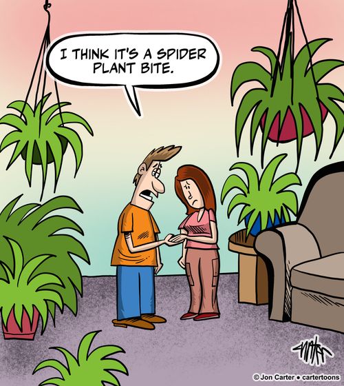 "I think it's a Spider Plant bite."