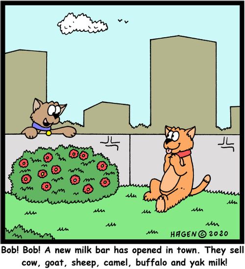 "Bob! Bob! A new milk bar has opened in town. They sell cow, goat, sheep, camel, buffalo and yak milk!"