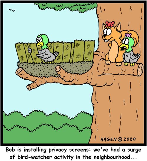 Bob is installing privacy screens: we've had a surge of bird-watcher activity in the neighbourhood...