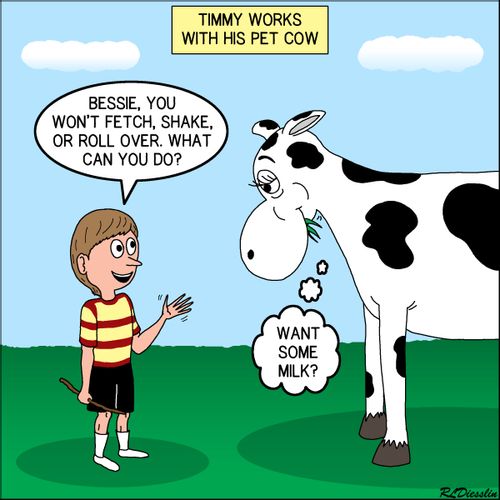 Timmy Works with His Pet Cow