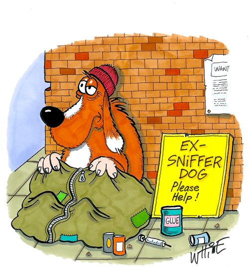 Ex-Sniffer Dog - Please Help!