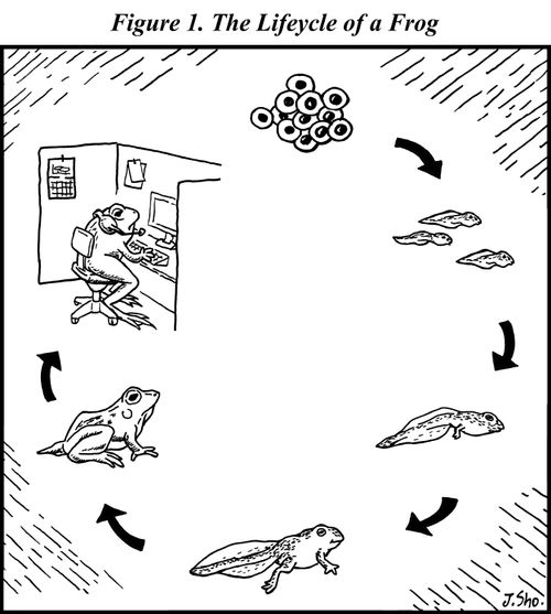 The Lifecycle of a Frog