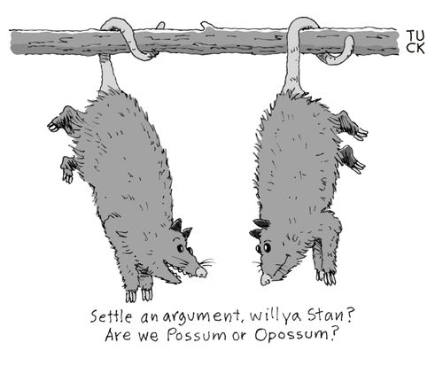 "Settle an argument, will ya Stan? Are we Possum or Opossum?"